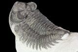 Bargain, Coltraneia Trilobite Fossil - Bug Eyed #79785-2